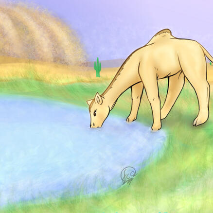 Dromedary drinking water Dromedary drinking water